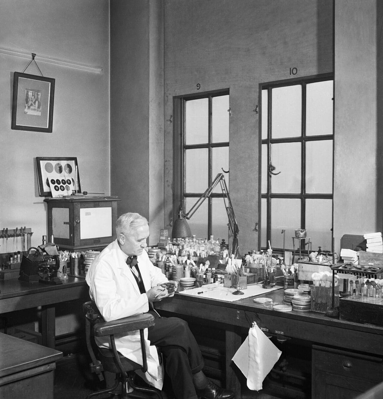 Fleming at work in his laboratory at St Mary's Hospital