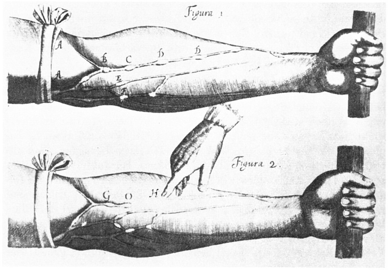 Harvey's illustration of the experiment on the valves in the veins